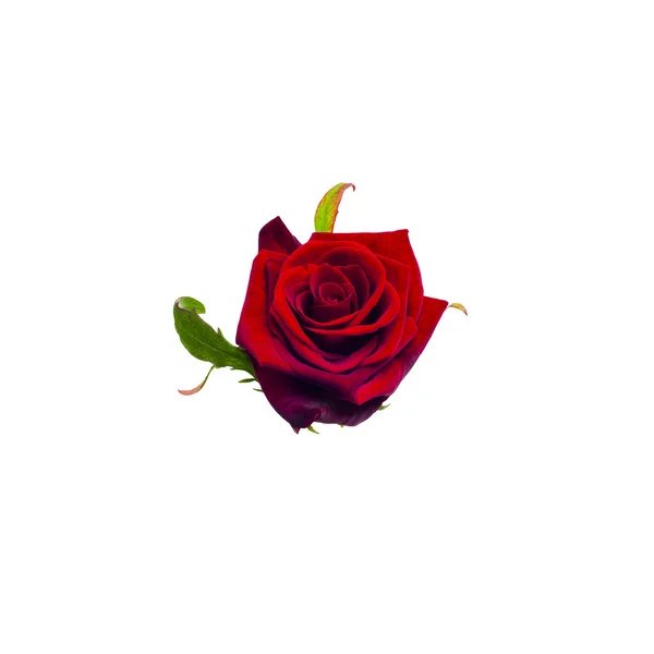 Red rose — Stock Photo, Image