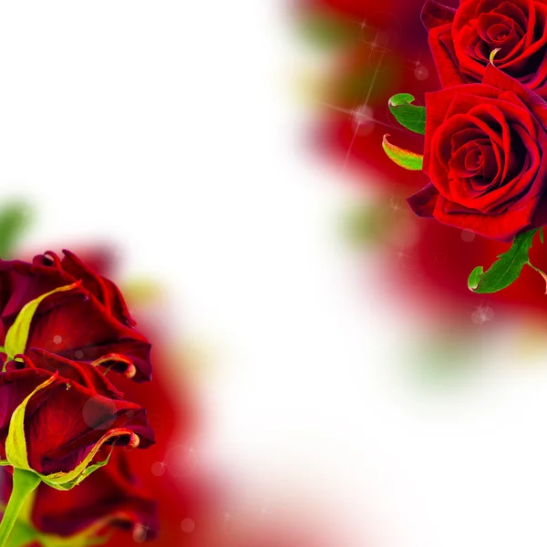 Tło z czerwonych róż i bokeh — Zdjęcie stockowe