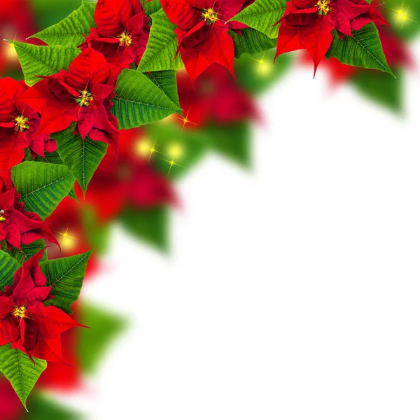 Atatürk çiçeği çiçek biur beyaz christmas çerçevesinden