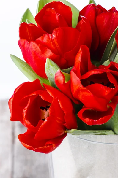 Schöne rote Tulpen — Stockfoto