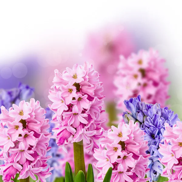 Roze en paars hyacint op abstracte achtergrond — Stockfoto