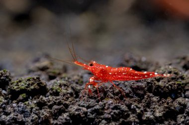 Kırmızı orkide sulawesi cüce karides volkanik kayalarda yiyecek veya arka planda dekorasyonu olan tatlı su akvaryumu tankında su taşı arar..