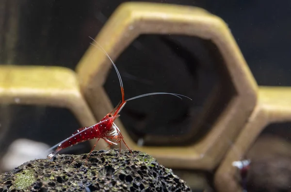 Weißfleck Sulawesi Zwerggarnelen Bleiben Als Dekoration Süßwasser Aquarium Auf Vulkangestein — Stockfoto