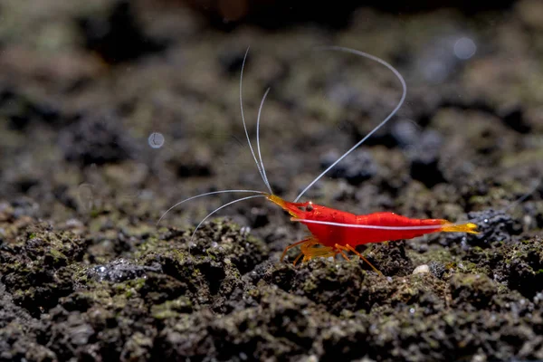 Yellow Nose Sulawesi Dwarf Shrimp Look Food Volcanic Rock Aquatic — Stock Photo, Image