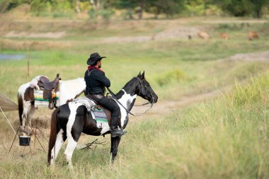 At sırtında bir kovboy otlak arazisine bakar ve onları yakalamak için tarlada veya nehir kenarında beslediği ineklere bakar..