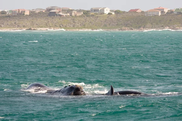 Jižní velryba vpravo — Stock fotografie