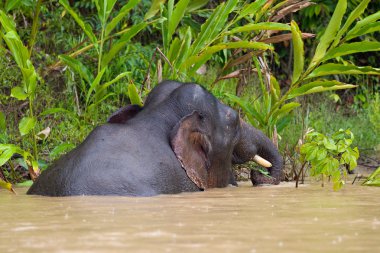 Borneo cüce elephant