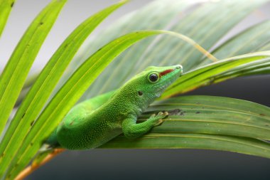 Gecko sürüngen
