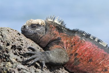 Galapagos iguana clipart