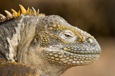 Galapagos kara iguanası