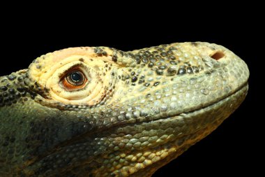 Komodo Ejderi