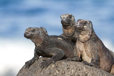 Galapagos iguana clipart