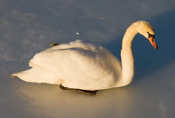 Cisne mudo —  Fotos de Stock