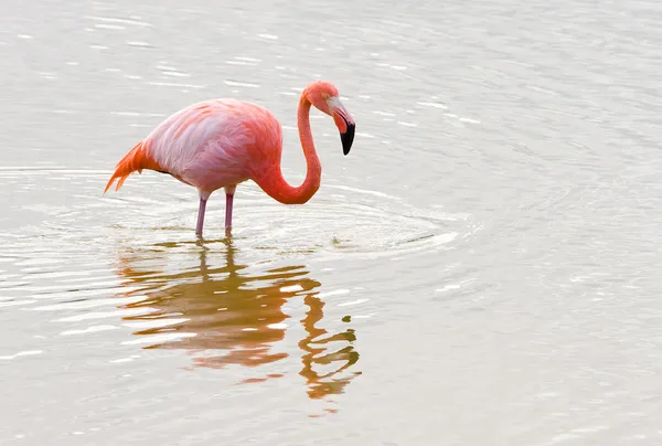 Flamingo — Stockfoto