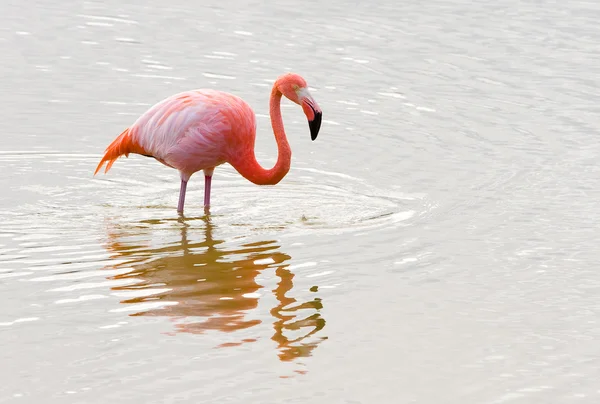 Flamant rose — Photo