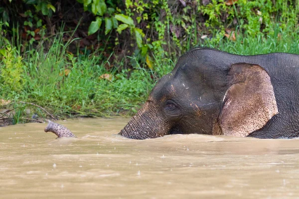 Éléphant pygmée bornéo — Photo