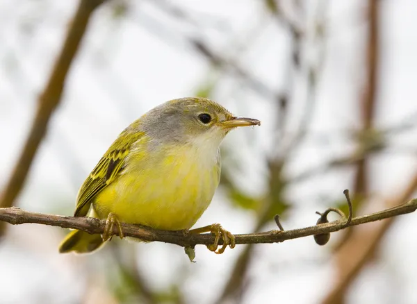 Galapagos flycatcher — Stock Photo, Image