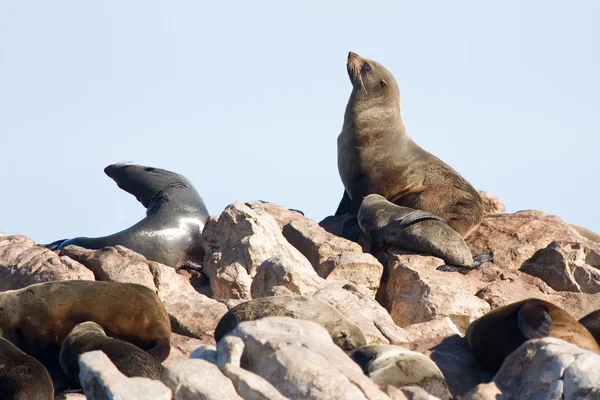 Zeehonden — Stockfoto