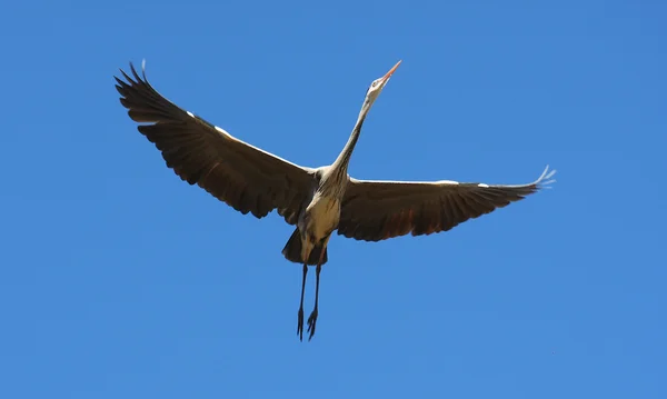 Grey heron — Stock Photo, Image