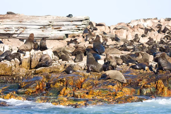 Zeehonden — Stockfoto