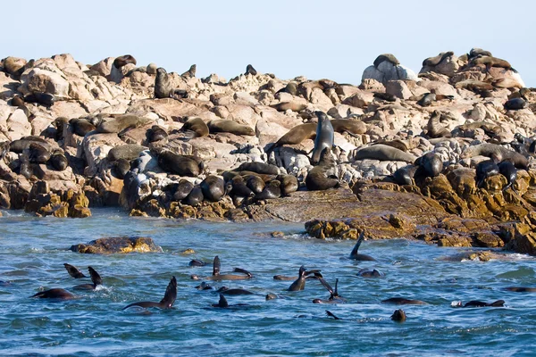 Seals — Stock Photo, Image