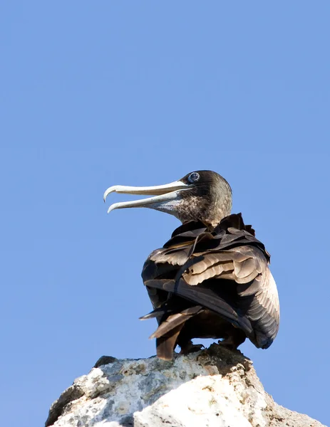 Aves de capoeira — Fotografia de Stock