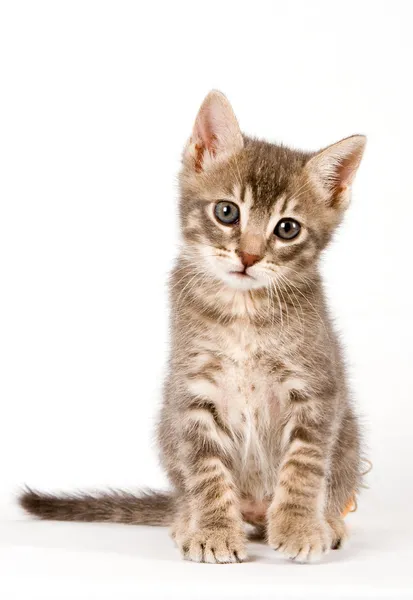 Kitten — Stock Photo, Image