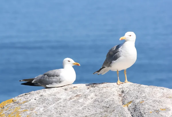 Gaviota —  Fotos de Stock