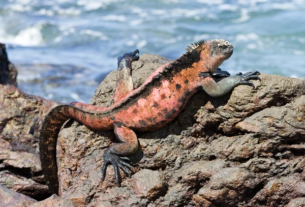 Iguana de Galápagos — Fotografia de Stock