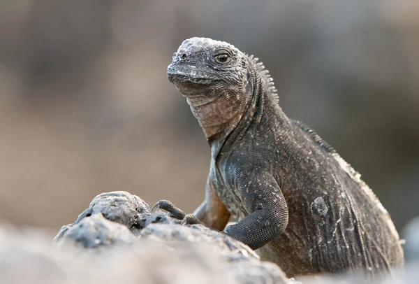 Iguana de Galápagos — Fotografia de Stock