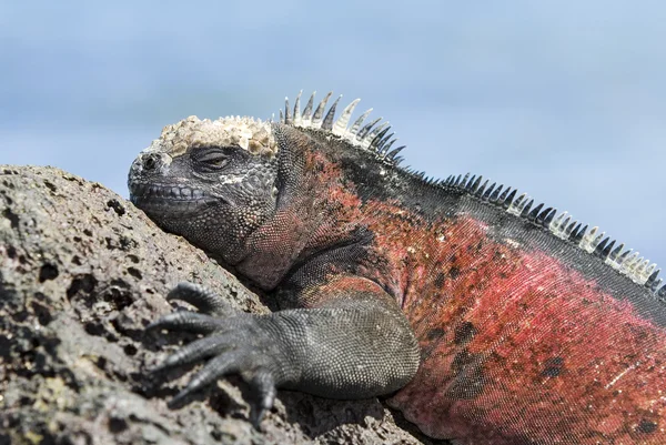 Galapagos iguana — Stock Fotó