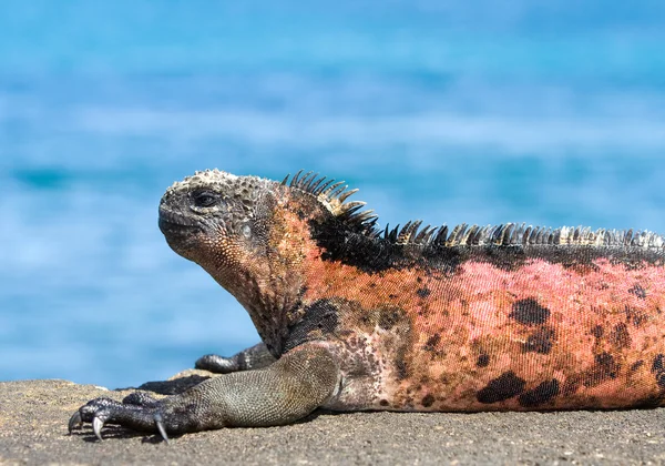 Aiguane des Galapagos — Photo