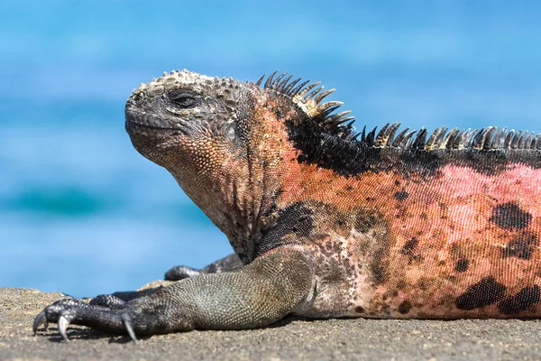 Galapagos iguana — Stock Fotó