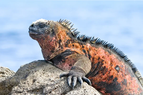 加拉帕戈鬣鳞蜥 — 图库照片