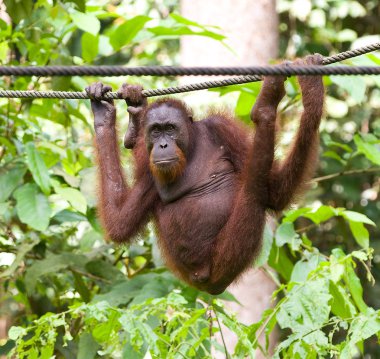 Borneo orangutan