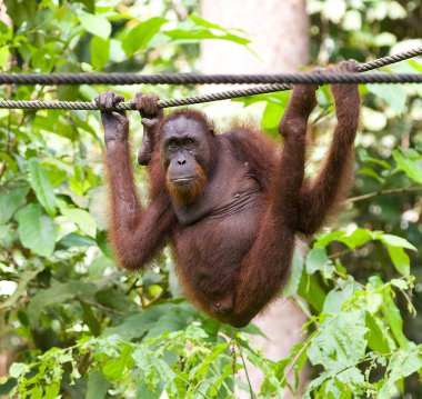 Bornean orangutan clipart