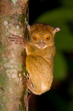 Western tarsier clipart