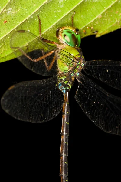 Libélula — Fotografia de Stock