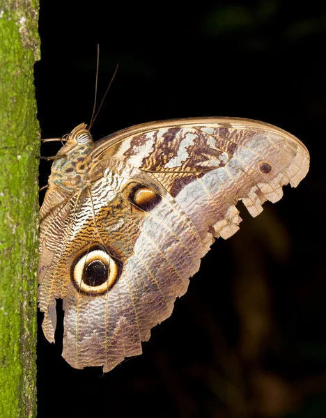 Farfalla di gufo — Foto Stock
