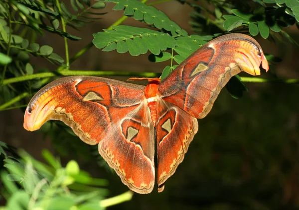 Atlas moth — Stock Photo, Image