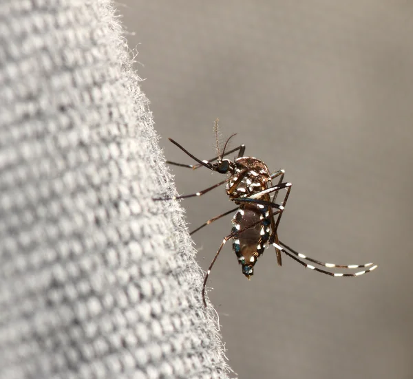 Mosquito tigre — Fotografia de Stock