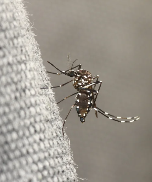 Tygří komár — Stock fotografie