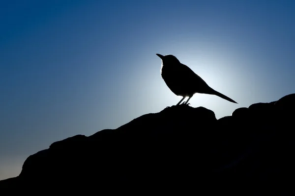 鳥のシルエット — ストック写真