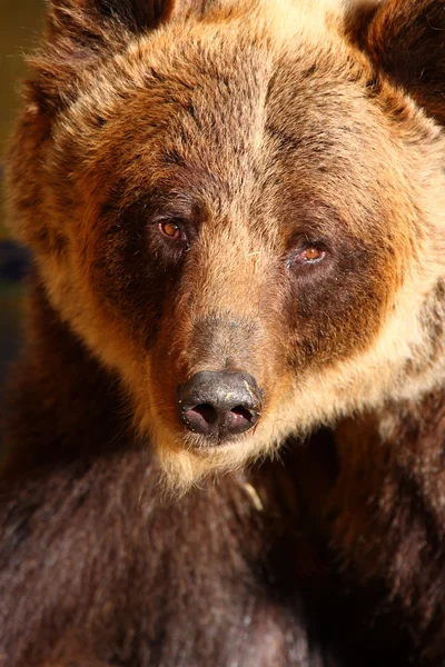 Brown bear — Stock Photo, Image