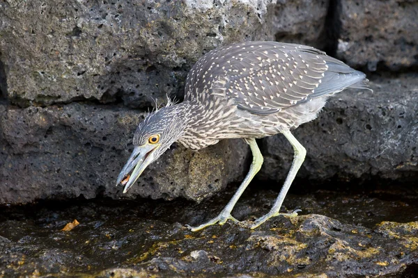 Tvärstrimmig heron — Stockfoto