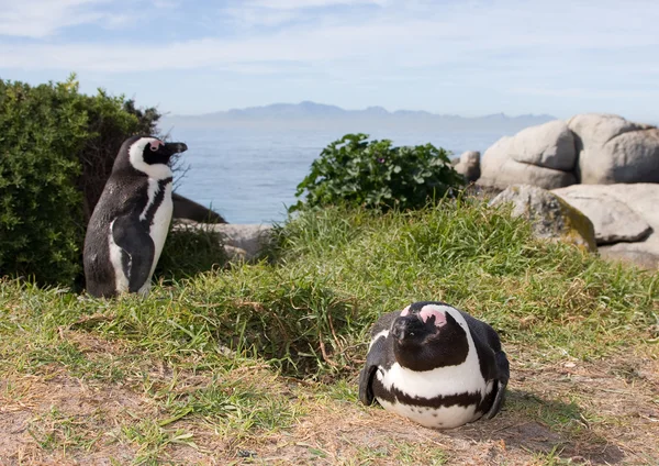 Penguin — Stock Photo, Image