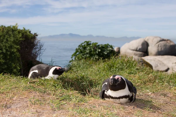 Penguin — Stock Photo, Image