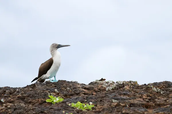 Blue-footed Booby — Stock Photo, Image