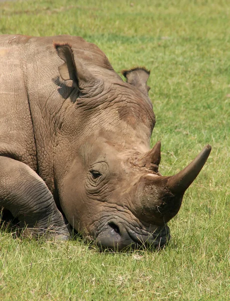 Rhinocéros blanc — Photo