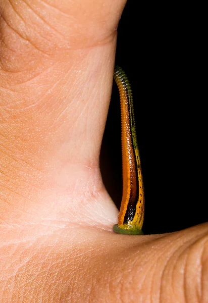 Leech... — Fotografia de Stock